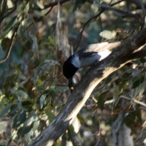 Cracticus torquatus at Deakin, ACT - 4 Dec 2019