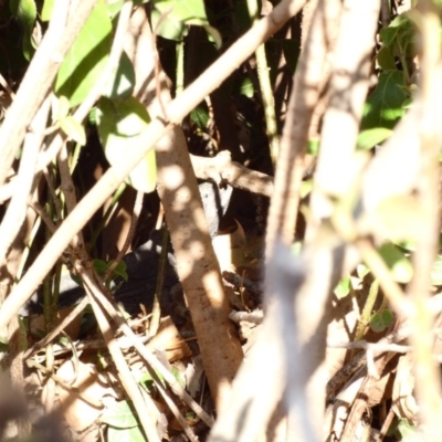 Pogona barbata (Eastern Bearded Dragon) at Hughes Grassy Woodland - 4 Dec 2019 by Ct1000