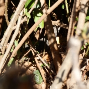 Pogona barbata at Hughes, ACT - suppressed