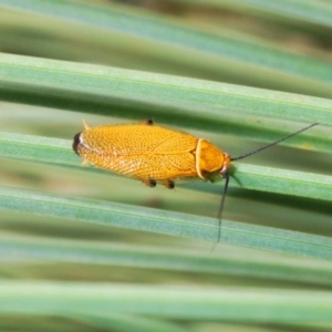Ellipsidion humerale at Acton, ACT - 3 Dec 2019 02:59 PM