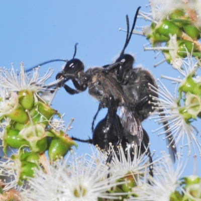 Sphex sp. (genus) (Unidentified Sphex digger wasp) at ANBG - 3 Dec 2019 by Harrisi
