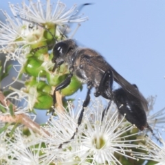 Sphex sp. (genus) at Acton, ACT - 3 Dec 2019 03:40 PM