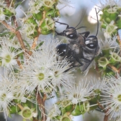 Sphex sp. (genus) at Acton, ACT - 3 Dec 2019 03:40 PM