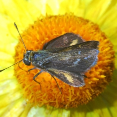 Taractrocera papyria (White-banded Grass-dart) at ANBG - 3 Dec 2019 by Harrisi