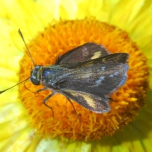 Taractrocera papyria at Acton, ACT - 3 Dec 2019