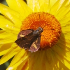 Taractrocera papyria at Acton, ACT - 3 Dec 2019