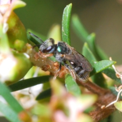 Lasioglossum (Homalictus) sp. (genus & subgenus) (Furrow Bee) at ANBG - 3 Dec 2019 by Harrisi
