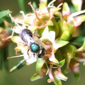 Lasioglossum (Homalictus) sp. (genus & subgenus) at Hackett, ACT - 3 Dec 2019 02:55 PM