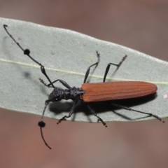 Tropis roei (Roe's longhorn beetle) at ANBG - 3 Dec 2019 by TimL