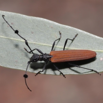 Tropis roei (Roe's longhorn beetle) at ANBG - 3 Dec 2019 by TimL