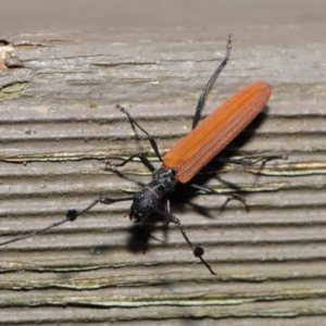 Tropis roei at Hackett, ACT - 3 Dec 2019