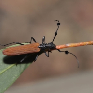 Tropis roei at Hackett, ACT - 3 Dec 2019