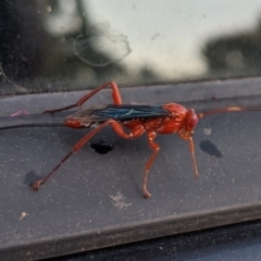 Lissopimpla excelsa (Orchid dupe wasp, Dusky-winged Ichneumonid) at Nicholls, ACT - 17 Nov 2019 by Ange_D