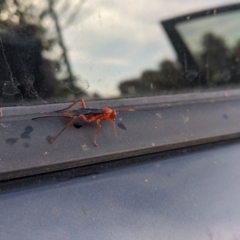 Lissopimpla excelsa at Nicholls, ACT - 18 Nov 2019