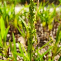 Microtis unifolia (Common Onion Orchid) at Acton, ACT - 4 Dec 2019 by shoko