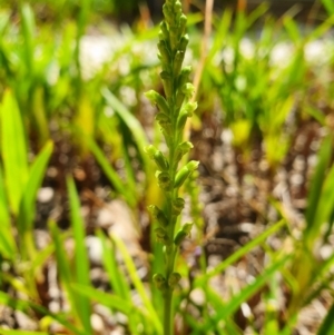 Microtis unifolia at Acton, ACT - 4 Dec 2019