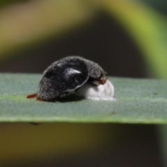 Coccinellidae (family) (Unidentified lady beetle) at Acton, ACT - 2 Dec 2019 by TimL