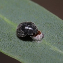 Coccinellidae (family) at Acton, ACT - 2 Dec 2019