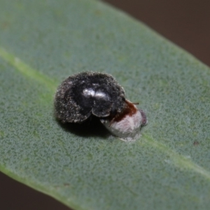 Coccinellidae (family) at Acton, ACT - 2 Dec 2019