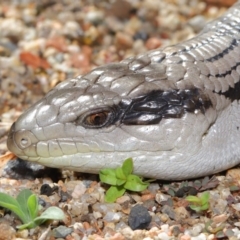 Tiliqua scincoides scincoides (Eastern Blue-tongue) at Acton, ACT - 3 Dec 2019 by TimL