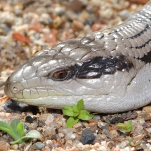 Tiliqua scincoides scincoides at Acton, ACT - 4 Dec 2019