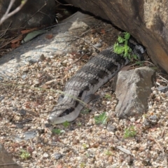 Tiliqua scincoides scincoides at Acton, ACT - 4 Dec 2019 09:10 AM