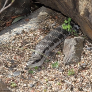 Tiliqua scincoides scincoides at Acton, ACT - 4 Dec 2019