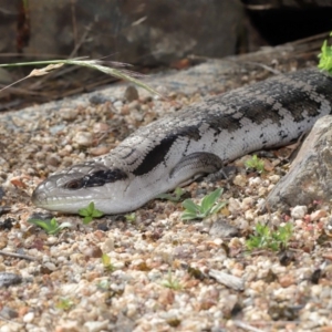 Tiliqua scincoides scincoides at Acton, ACT - 4 Dec 2019 09:10 AM