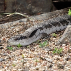 Tiliqua scincoides scincoides at Acton, ACT - 4 Dec 2019