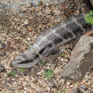 Tiliqua scincoides scincoides at Acton, ACT - 4 Dec 2019 09:10 AM