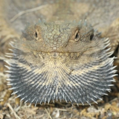 Pogona barbata (Eastern Bearded Dragon) at Ainslie, ACT - 21 Nov 2019 by jbromilow50