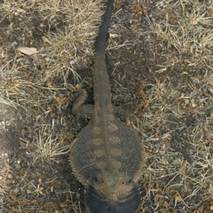 Pogona barbata at Ainslie, ACT - 22 Nov 2019