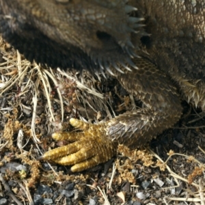 Pogona barbata at Ainslie, ACT - 22 Nov 2019