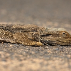 Pogona barbata at Ainslie, ACT - 22 Nov 2019