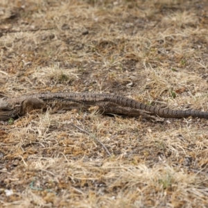 Pogona barbata at Ainslie, ACT - 22 Nov 2019