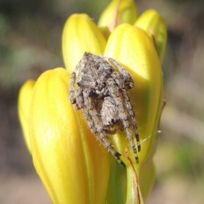 Araneinae (subfamily) (Orb weaver) at Gigerline Nature Reserve - 11 Nov 2019 by michaelb