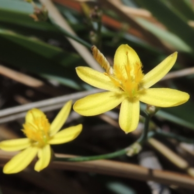 Tricoryne elatior (Yellow Rush Lily) at Pollinator-friendly garden Conder - 29 Nov 2019 by michaelb