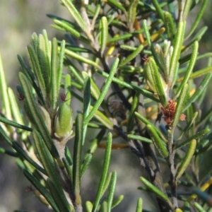 Bertya rosmarinifolia at Tennent, ACT - 11 Nov 2019