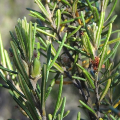 Bertya rosmarinifolia (Rosemary Bertya) at Gigerline Nature Reserve - 11 Nov 2019 by michaelb
