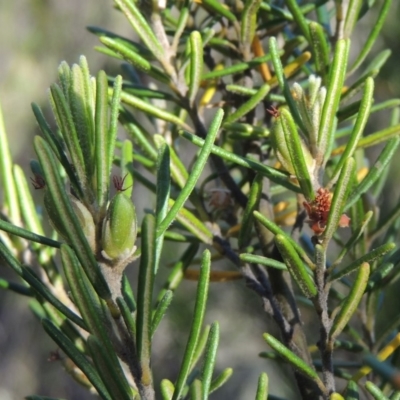 Bertya rosmarinifolia (Rosemary Bertya) at Tennent, ACT - 11 Nov 2019 by michaelb