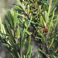 Bertya rosmarinifolia (Rosemary Bertya) at Gigerline Nature Reserve - 11 Nov 2019 by michaelb