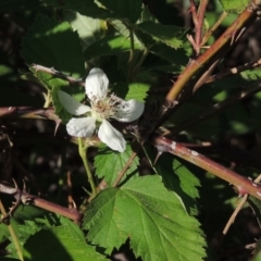 Rubus anglocandicans (Blackberry) at Gigerline Nature Reserve - 11 Nov 2019 by michaelb