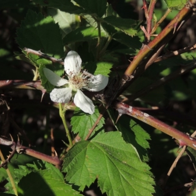 Rubus anglocandicans (Blackberry) at Tennent, ACT - 11 Nov 2019 by michaelb