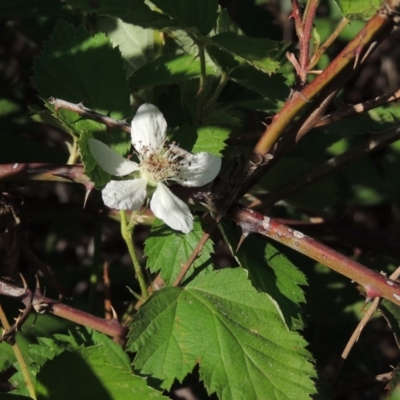 Rubus anglocandicans (Blackberry) at Tennent, ACT - 11 Nov 2019 by MichaelBedingfield