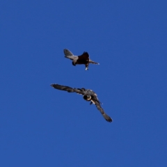 Falco peregrinus (Peregrine Falcon) at Googong, NSW - 5 Dec 2019 by Wandiyali