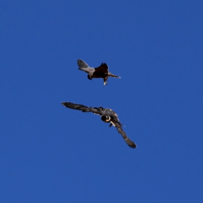 Falco peregrinus (Peregrine Falcon) at Googong, NSW - 4 Dec 2019 by Wandiyali