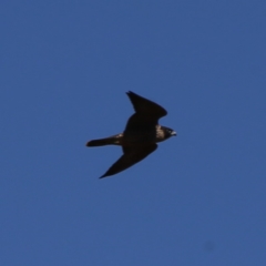 Falco peregrinus at Googong, NSW - 5 Dec 2019 10:06 AM