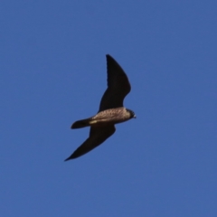 Falco peregrinus at Googong, NSW - 5 Dec 2019 10:06 AM