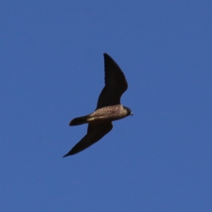 Falco peregrinus at Googong, NSW - 5 Dec 2019 10:06 AM