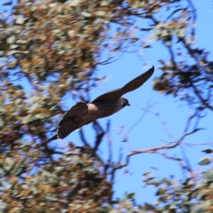 Falco peregrinus at Googong, NSW - 5 Dec 2019 10:06 AM